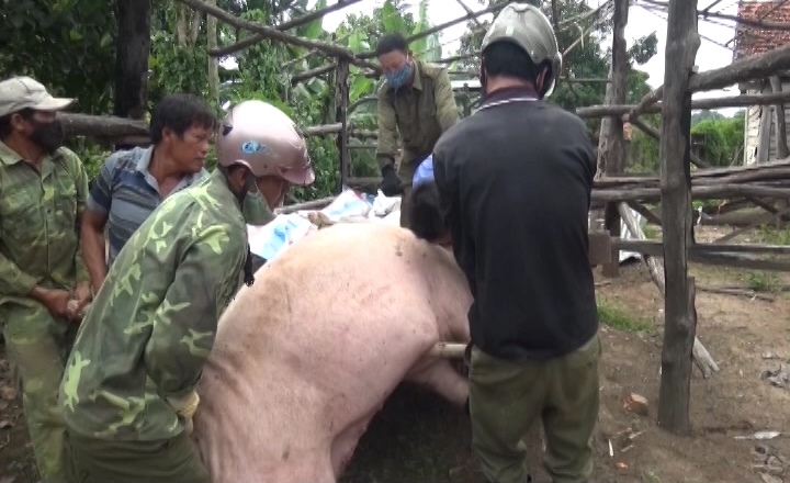 Chính quyền xã và người dân tham gia thực hiện tiêu hủy lợn mắc dịch bệnh tả lợn châu Phi (1)